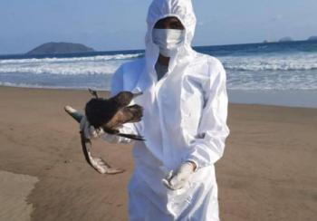 Descartan influenza aviar como causa de muerte de aves en costas del Pacífico mexicano