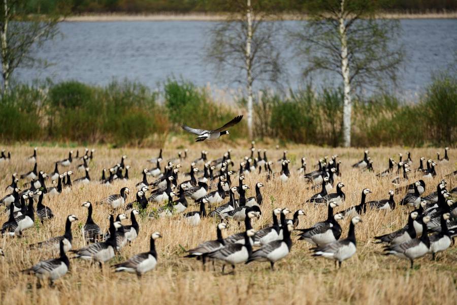 Calentamiento clim&aacute;tico enfrenta a gansos salvajes con agricultores en Finlandia