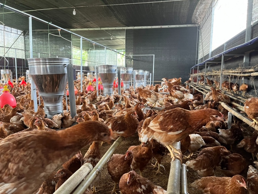 Avicultores buscan la transici&oacute;n exitosa hacia la producci&oacute;n de huevo libre de jaula