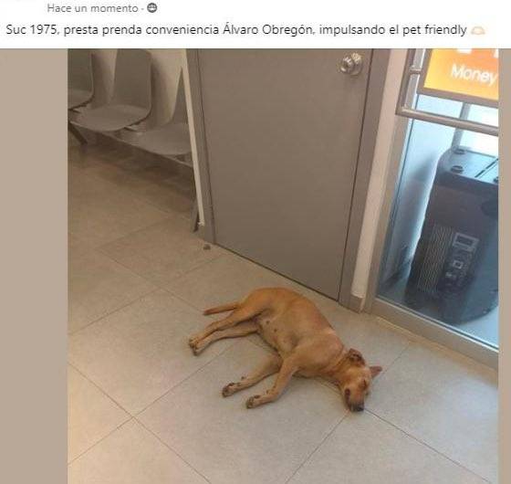 Ricardo Salinas Pliego reacciona ante foto viral de perritos descansando en tienda de Elektra