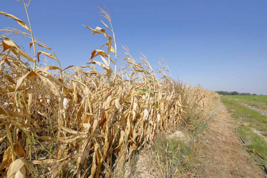 México avanza en acciones para enfrentar efectos de la sequía en el medio rural