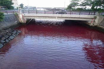 Fuga de refrigerante de una cerveceria japonesa torna rojas aguas de una bah&iacute;a