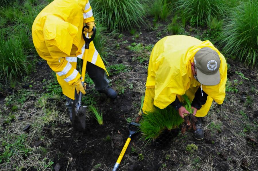 Lidera Lía Limón reforestación en el Parque de La Bola