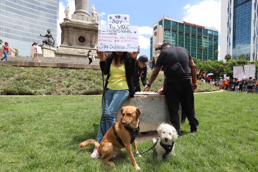 Morena va por iniciativas a favor de derechos de los animales y contra la trata