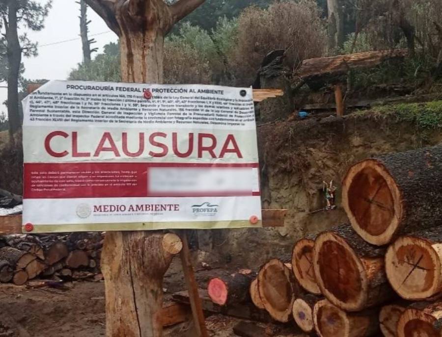 Desmantelan dos aserraderos clandestinos en Tlalpan; hay tres detenidos