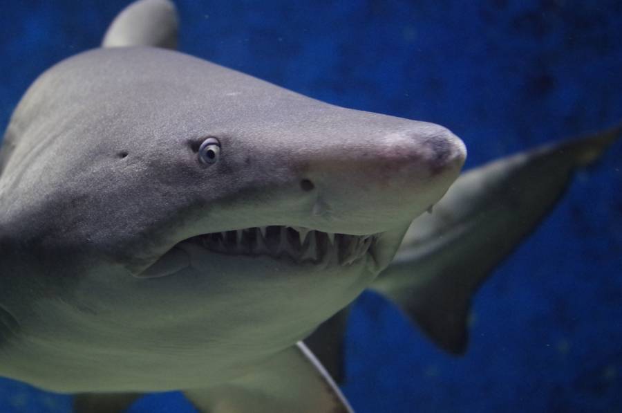 Tiburón ataca a turista mexicana mientras practicaba esnórquel en Ecuador