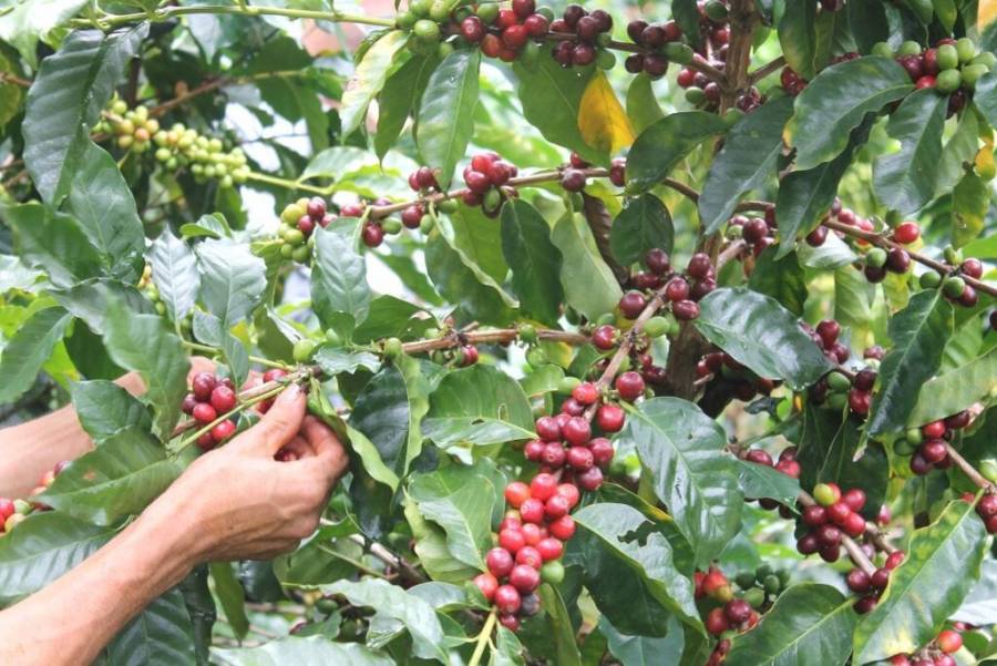 Café arábica, en peligro por invasión de especie robusta en Veracruz