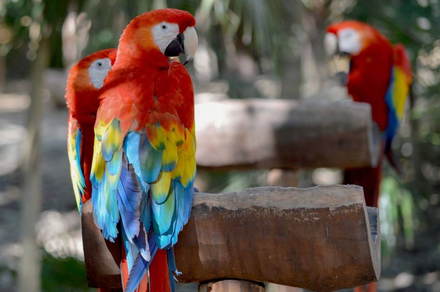 Robo de aves en peligro de extinción en el Zoológico Miguel Álvarez del Toro de Chiapas