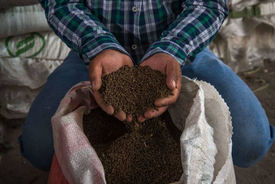 Fertilizantes para el Bienestar supera un millón de beneficiarios