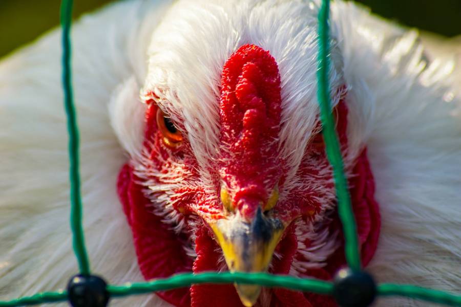 OMS teme que virus de gripe aviar se adapte 