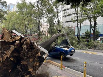Caída de árbol en Insurgentes Sur deja afectaciones materiales