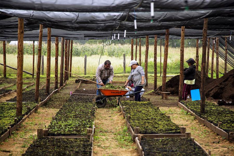 Sembrando Vida rescata vocación cafetalera en México