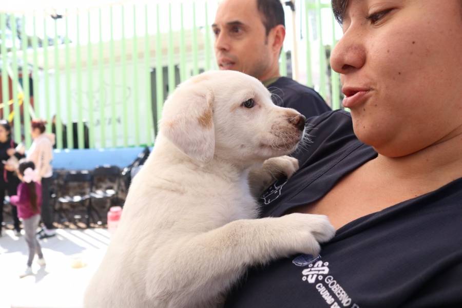 Celebrará Sedema Día Internacional del Perro con Jornada de Bienestar Animal