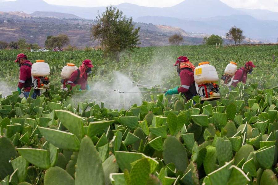 Apoya Sedema a productores de Milpa Alta para combatir plagas en nopal