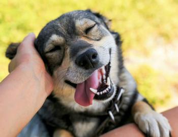 Un mito, las razas agresivas de perros: UNAM