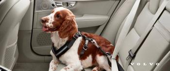 Recomendaciones para celebrar el Día del Perro en un road trip y viajar seguros en el auto