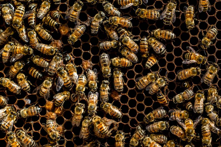 México asume presidencia de Promote Pollinators