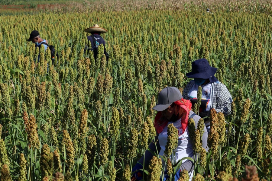 Pérdidas Millonarias en la Cosecha de Sorgo Forrajero en la Laguna