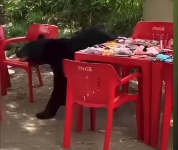 Sorprendente Encuentro con la Naturaleza en la Universidad Aut&oacute;noma de Nuevo Le&oacute;n