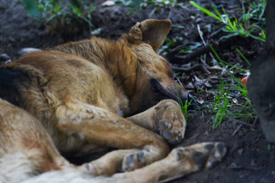 Denuncian peleas clandestinas de perros en Veracruz y dificultades para intervenir