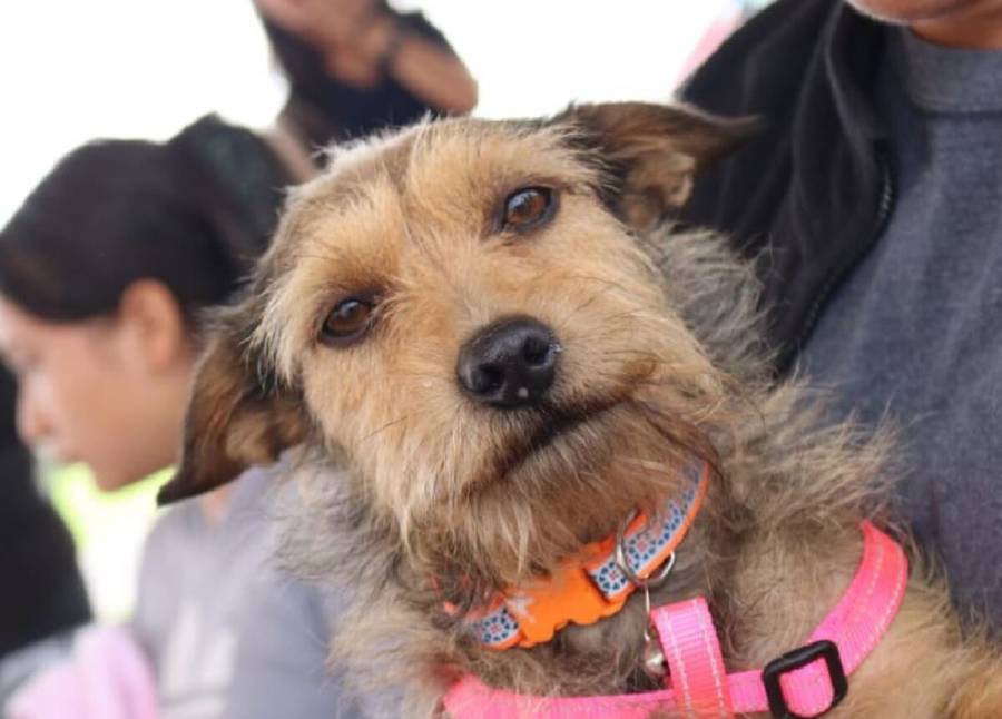 Atiende Sedema a más de 300 animales de compañía en Milpa Alta