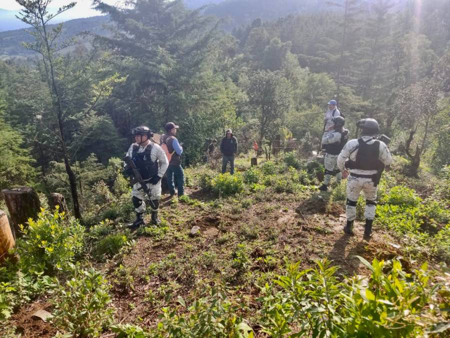 Acciones conjuntas por el ambiente: Guardia Nacional y Conanp reforestan reserva hogar de mariposas monarcas