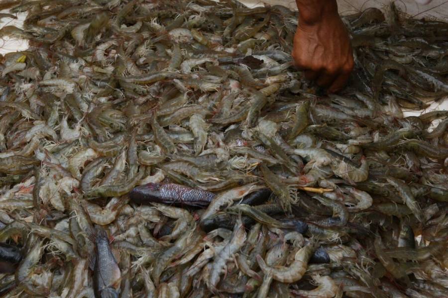 Anuncian fechas de veda temporal de camarón del Golfo de México y mar Caribe