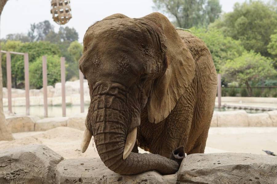 Analizará SCJN si elefanta Ely sufrió maltrato animal