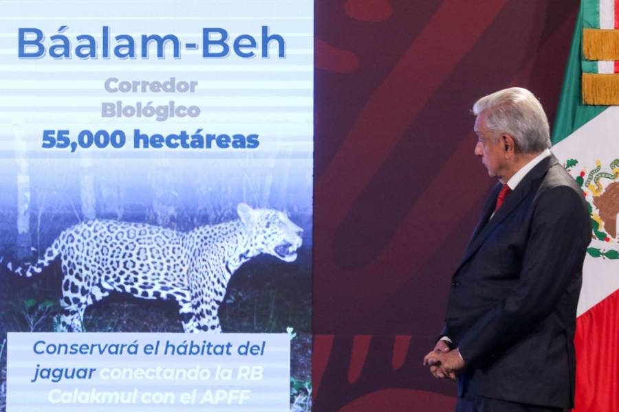 En 15 días se realizará la evaluación de las vías del Tren Maya