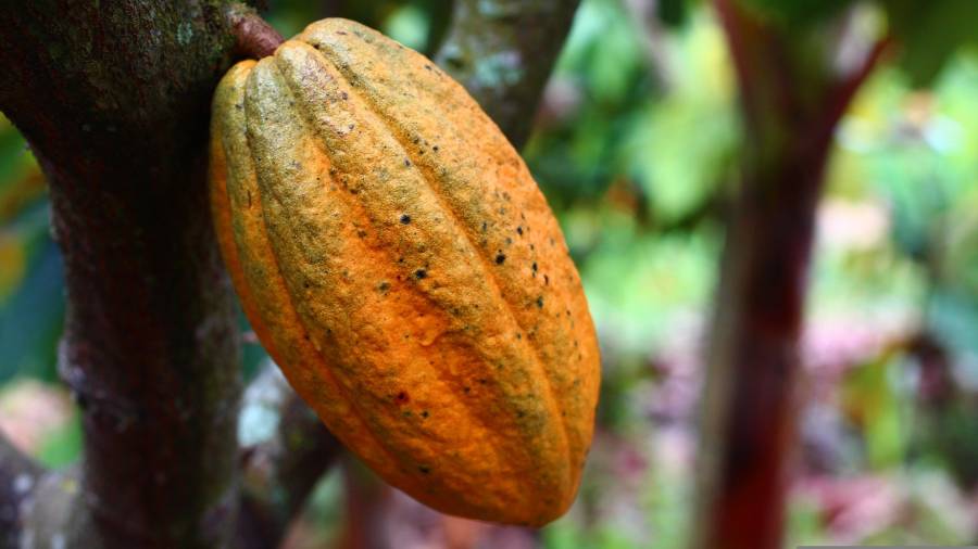 IFAT Y MUCHO anuncian muestra por el día internacional del cacao y el chocolate