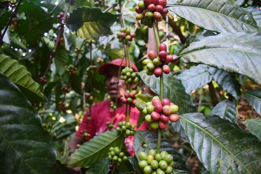 México, punta de lanza en políticas en favor de la cafeticultura sustentable