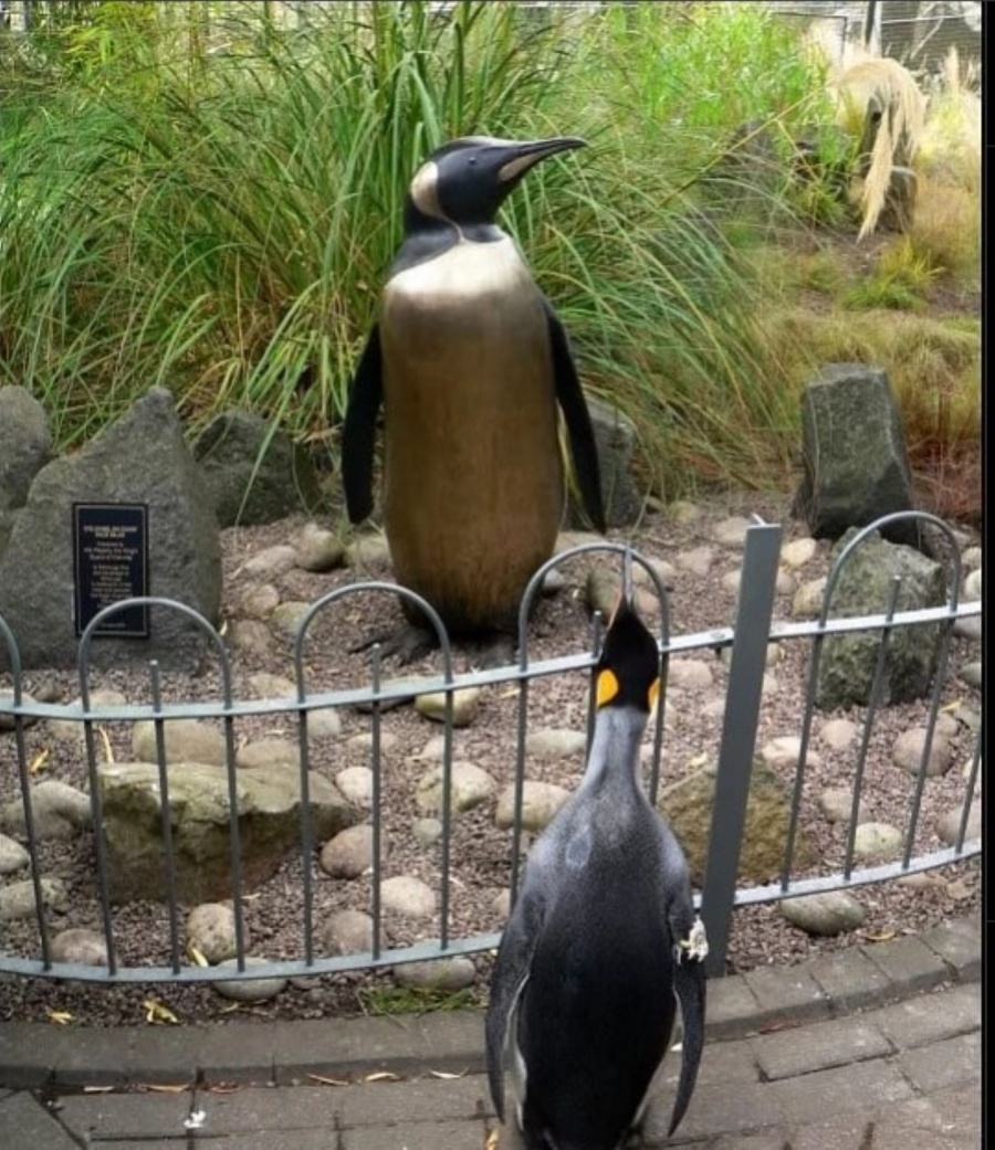 VIDEO | ¡Increíble pero cierto! Pinguino recibe el rango de Mayor General en la Guardia Real de Noruega