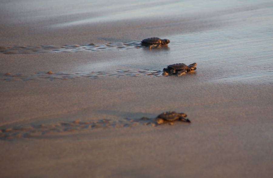 Liberación de crías de tortuga verde: Compromiso ambiental en Veracruz