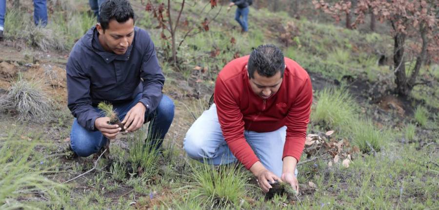 En zona del Cofre, 150 mil nuevos árboles para recuperar las fuentes de agua