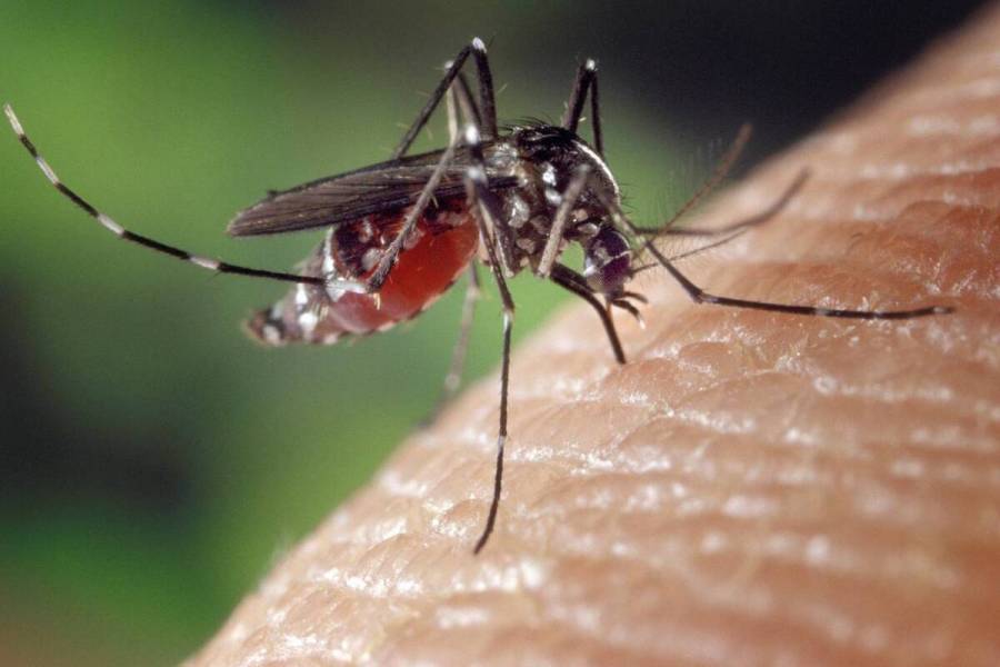 Sector Salud emprende esfuerzos para reducir dengue, zika y chikungunya