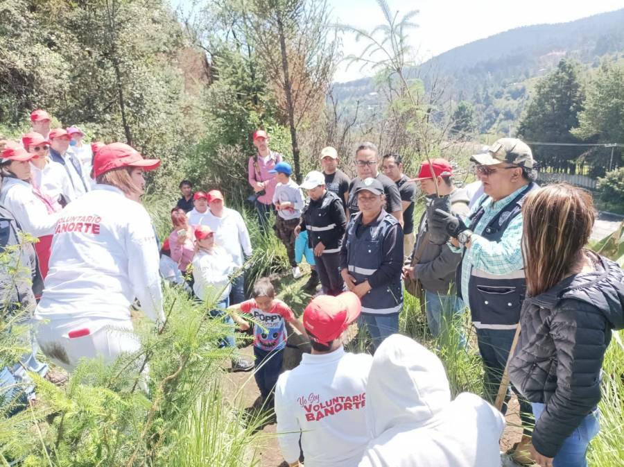 La alcaldía Cuajimalpa y Fundación Banorte reforestaron 500 árboles en la Autopista México-Toluca