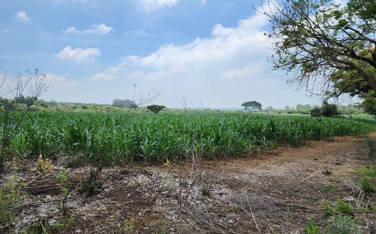 Campesinos de Morelos dan por perdidos cultivos de maíz por falta de agua