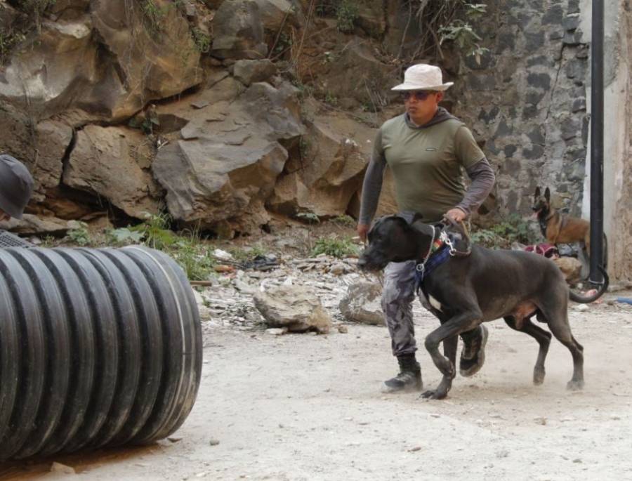 Alcaldía Tlalpan gradúa a segunda generación de perros rescatistas