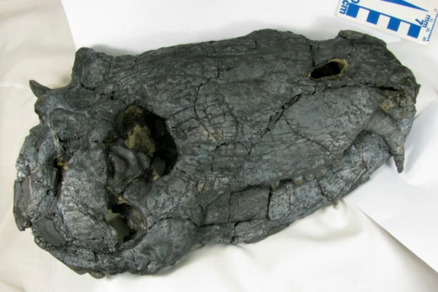 Fósil de 265 millones de años revela al depredador más grande y antiguo de Sudamérica