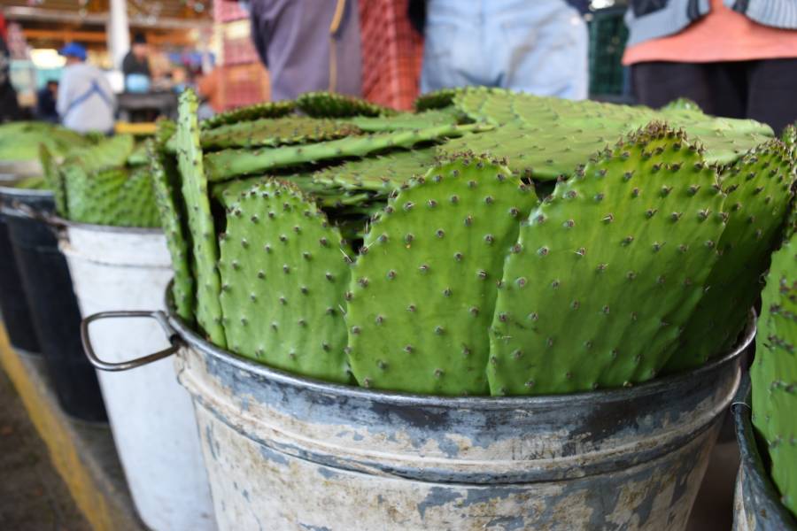 México, cuna del nopal, produce casi 900 mil toneladas anuales