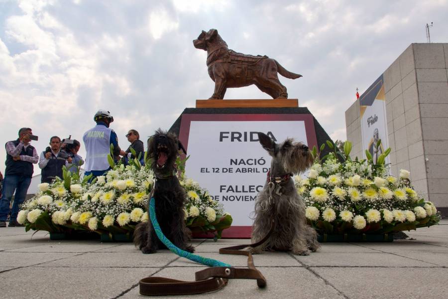 Frida: La labrador que se convirtió en un icono de la unidad nacional ante los desastres naturales