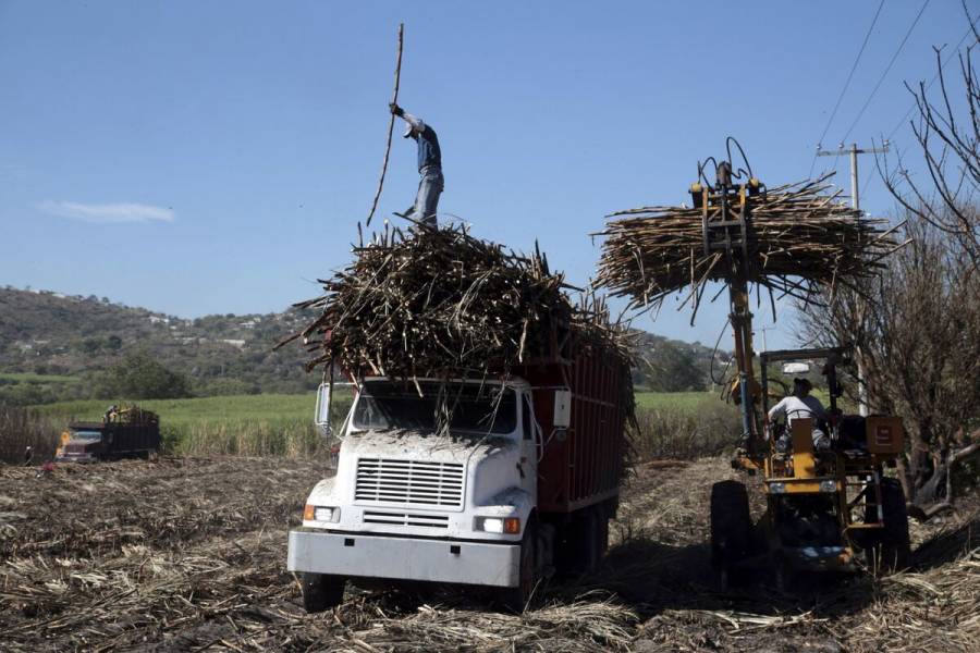 México mantiene superávit comercial de azúcar de caña: Agricultura