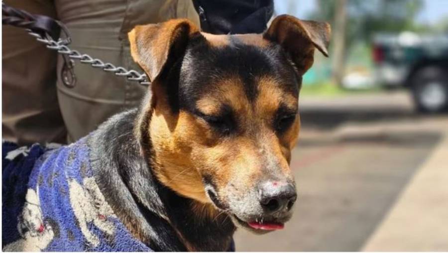 Cadete, el canino que robo los corazones de los mexicanos en el desfile del 16 de septiembre