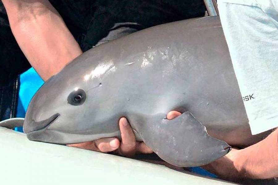 México presenta avances de plan para protección de la vaquita marina ante Unesco