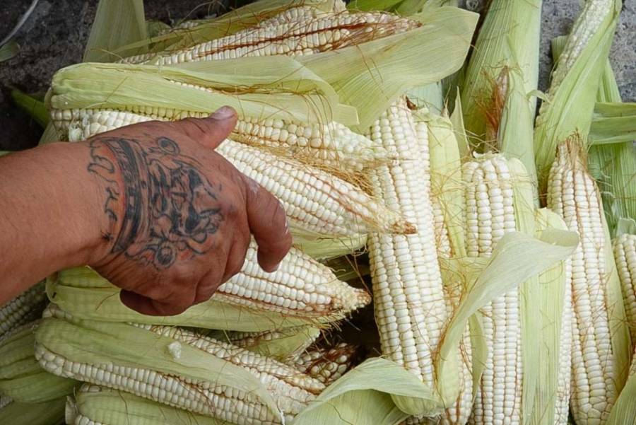 Afirma Secretaría del Campo de Edomex que maíz volverá a ser la principal fuente de sustento