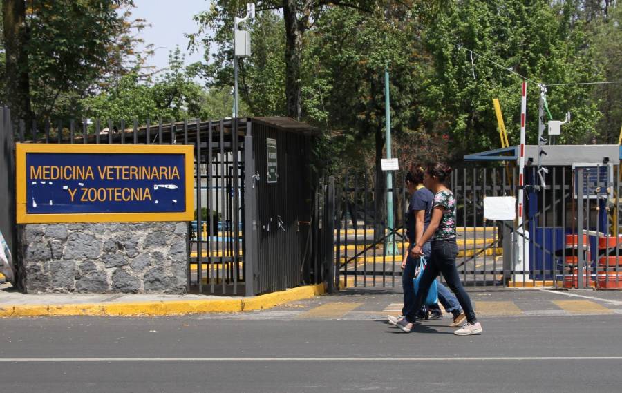 Suspensión de clases en la UNAM debido a plaga de chinches: Acciones inmediatas para el bienestar estudiantil