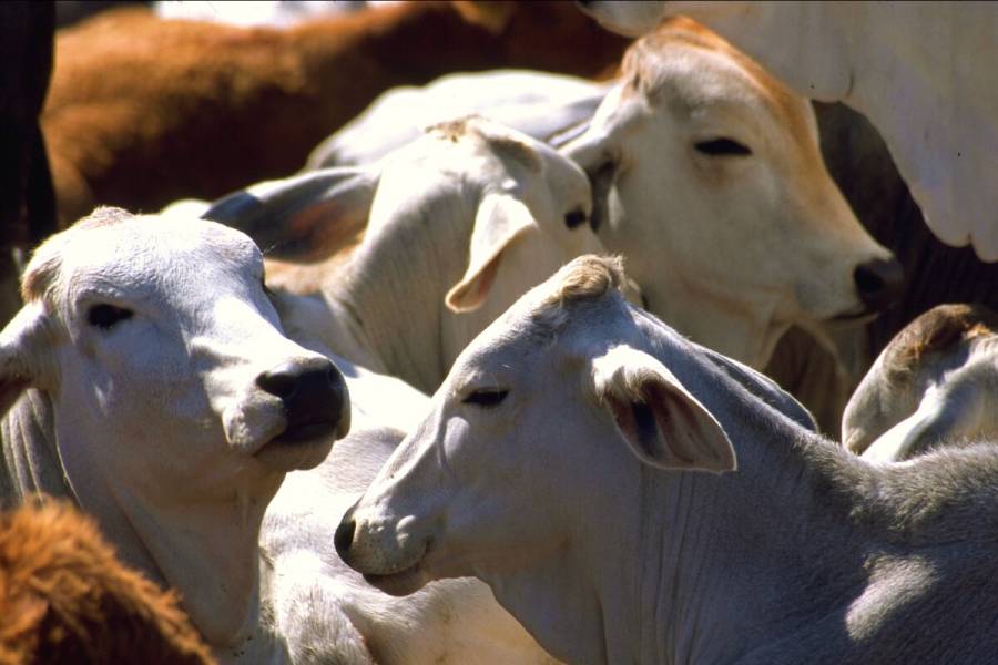 Sector pecuario, aliado en la lucha contra los efectos del cambio climático: Agricultura