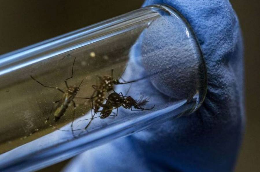 Suman mil 108 casos y 6 muertes por dengue en Guerrero