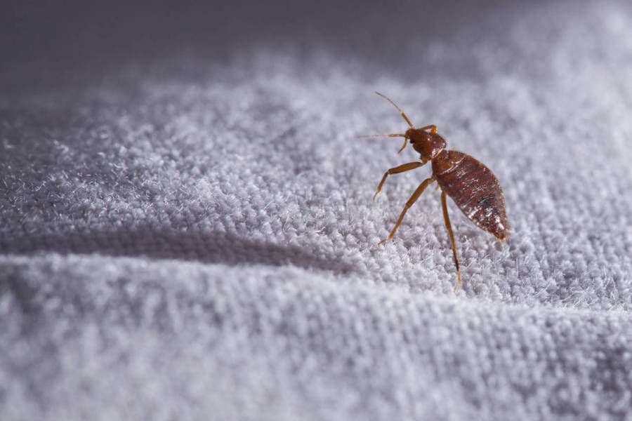 España enfrenta la peor plaga de chinches desde el siglo pasado