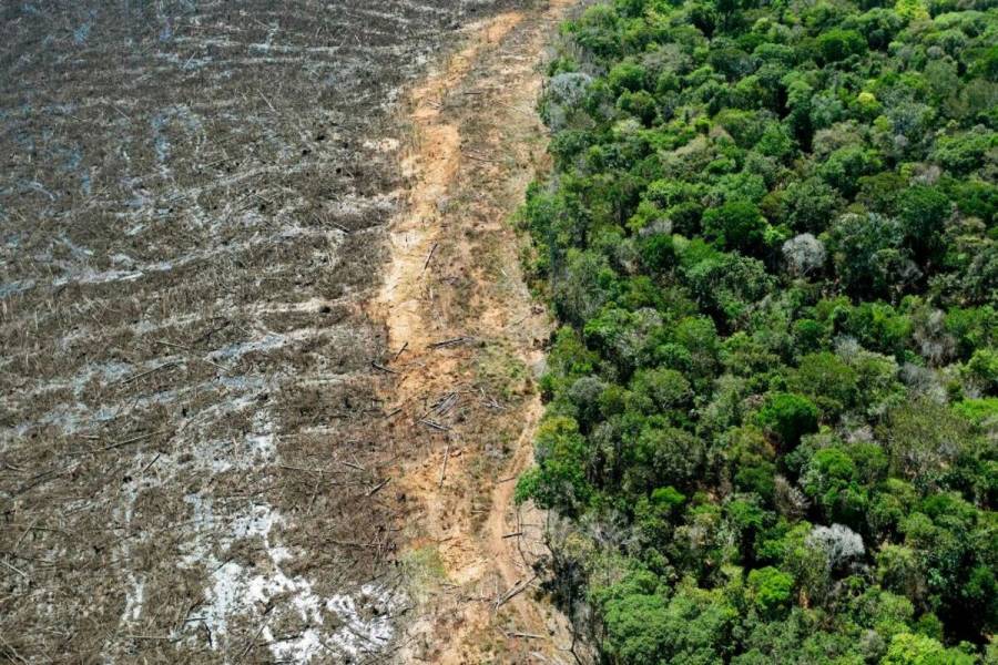 Deforestación en la Amazonía cede 59% en septiembre